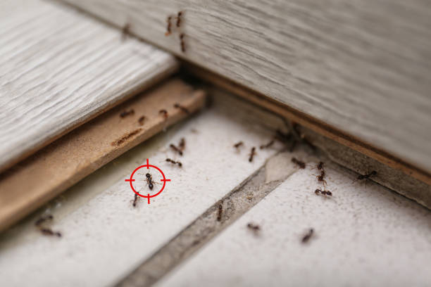 Best Flea Control Services  in Albany, MN