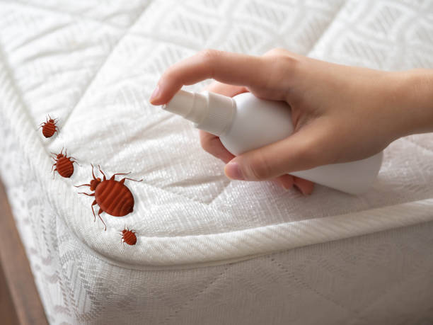 Best Bed Bug Extermination  in Albany, MN