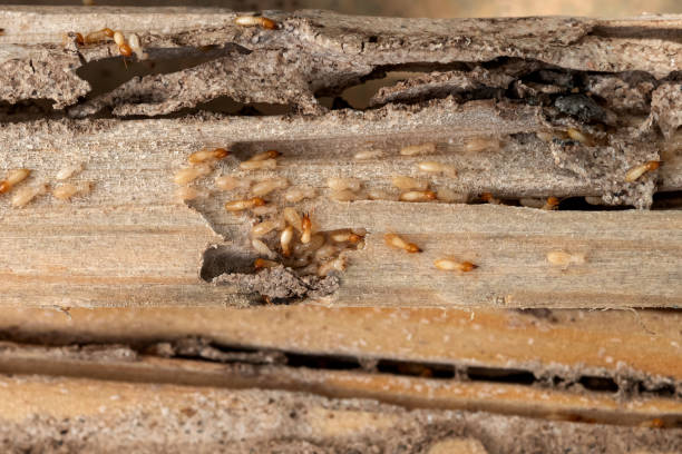 Best Flea Control Services  in Albany, MN